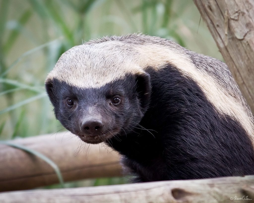 Honey Badgers (Bad to the Bone: Nastiest Animals, 4)