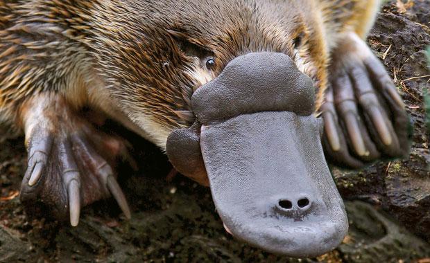 Episode 17: The Peculiar Platypus - All Creatures Podcast