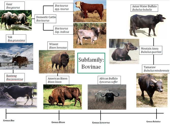 American african buffalo bison vs Bison vs.