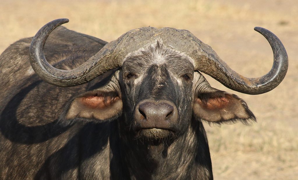 klistermærke Personligt Bytte Episode 40: Hooked on Cape Buffalo - All Creatures Podcast