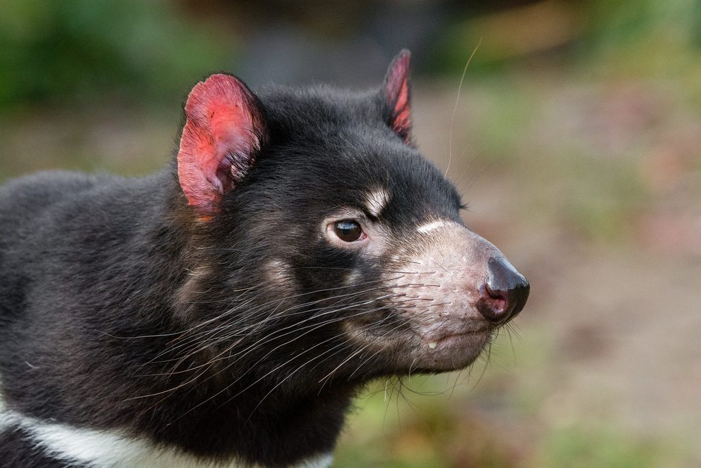 Episode 59: Crikey, Its a Devil, from Tasmania - All Creatures Podcast
