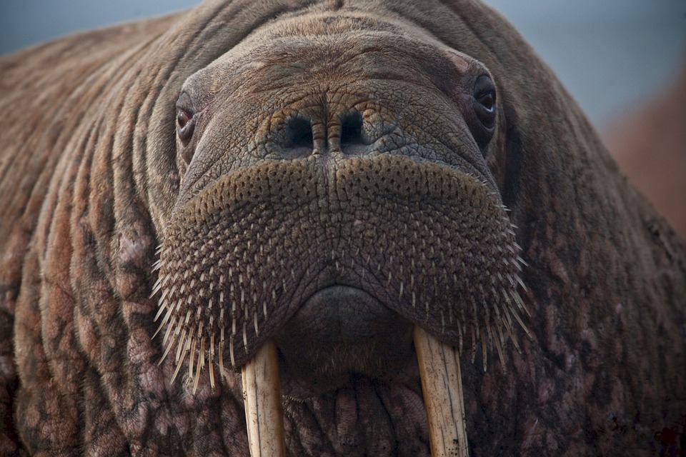 Episode 57: The Wonderful Walrus - All Creatures Podcast