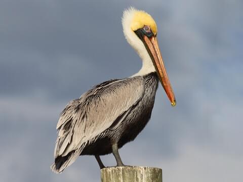 Pelican: The bird with the impressive throat pouch - CGTN