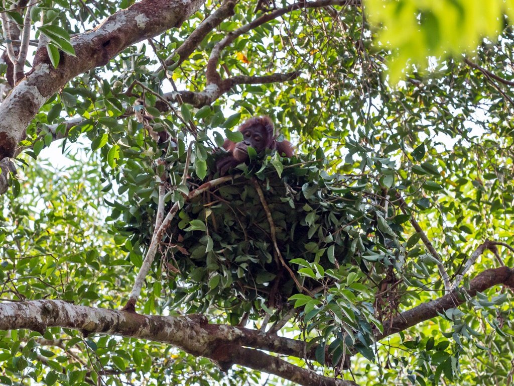 43274485 - orangutan nest - All Creatures Podcast