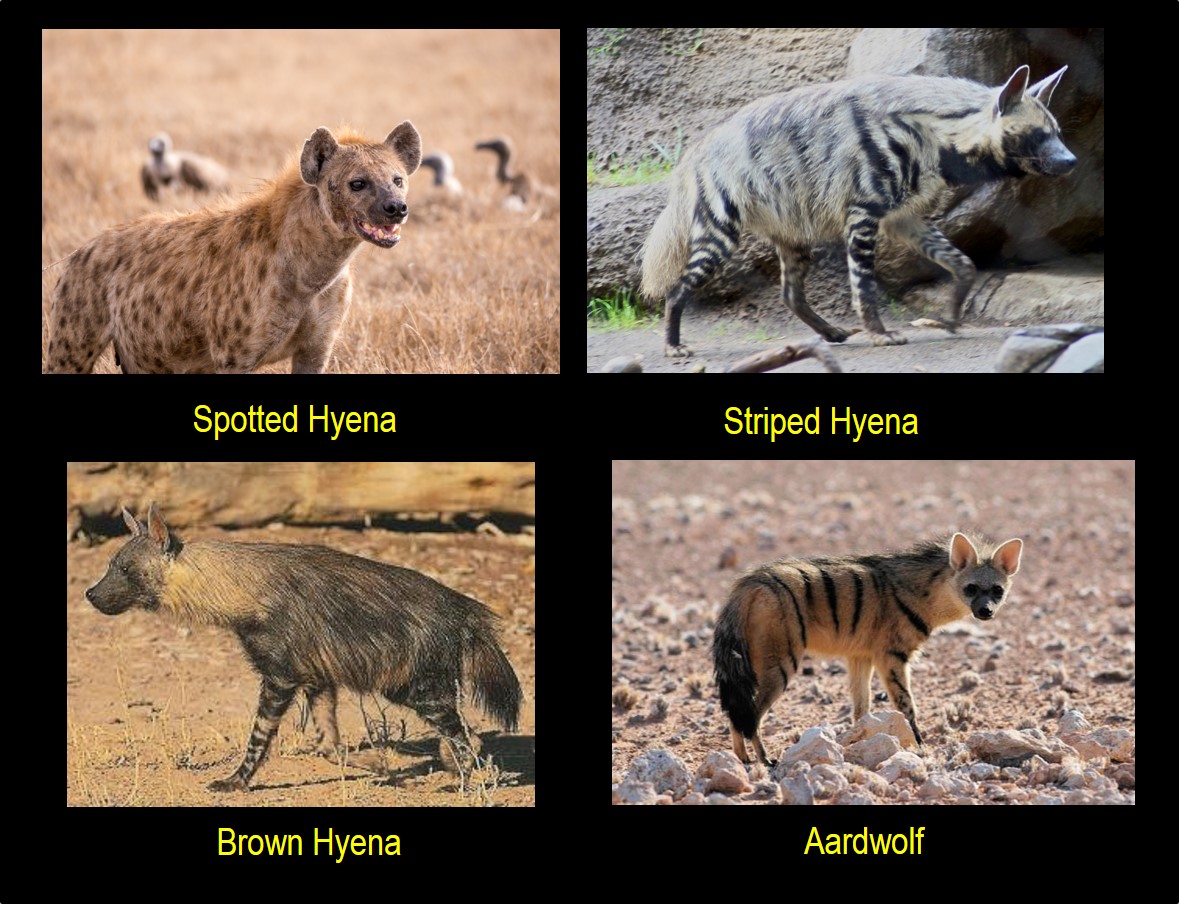 Hyena species - All Creatures Podcast