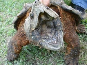 Episode 31: The Prehistoric Alligator Snapping Turtle - All Creatures ...