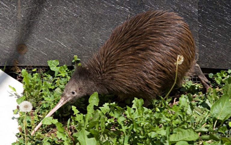 episode-44-a-new-zealand-treasure-the-kiwi-all-creatures-podcast