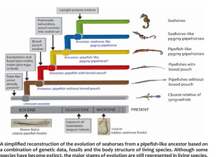 Evolution Seahorse - All Creatures Podcast