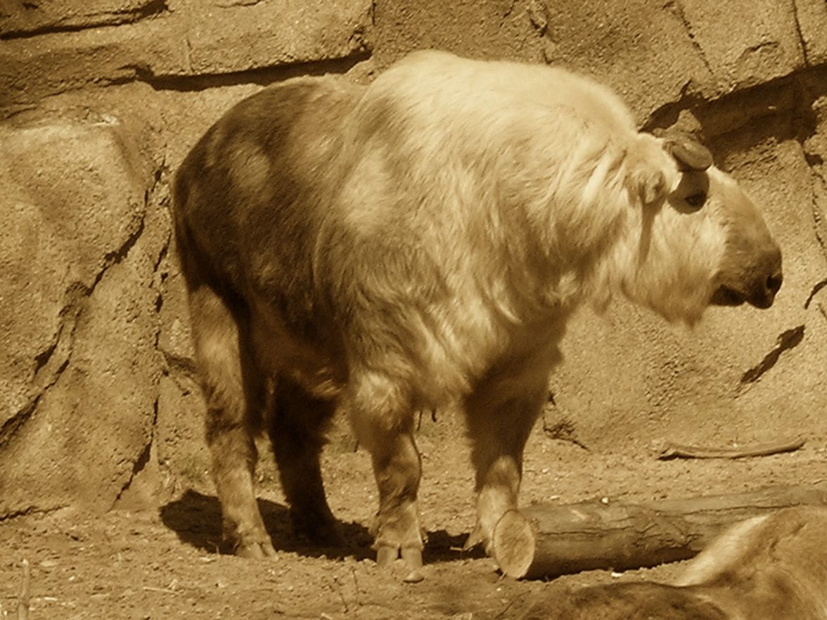 Episode 107: Talking about the Takin - All Creatures Podcast