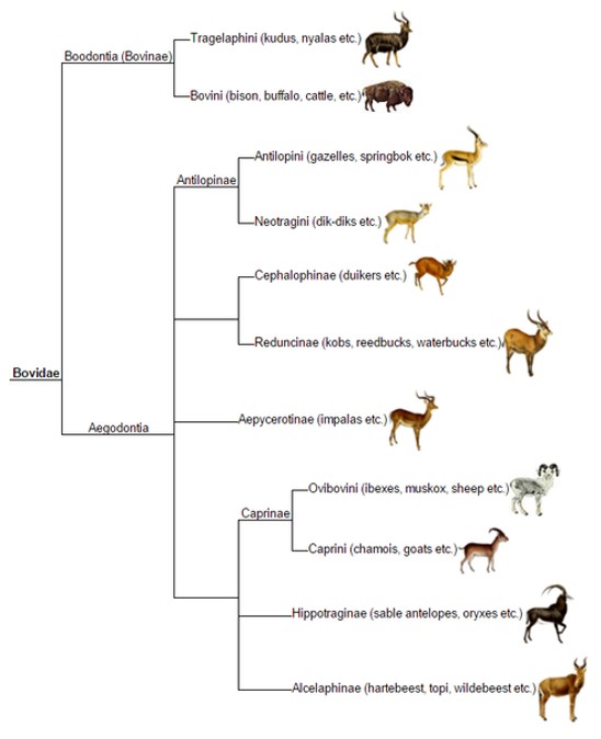 Bovidae tree - All Creatures Podcast