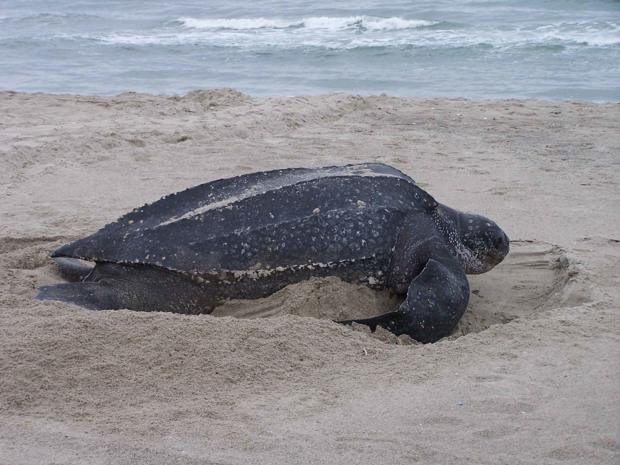 How Do Leatherback Sea Turtles Behave