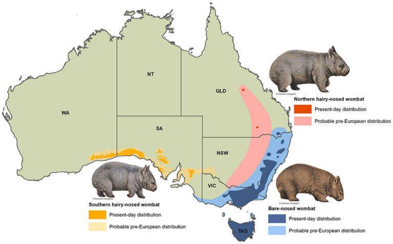 Wombat Conservation: Latest Threats and Efforts to Protect Australia's Iconic Marsupials