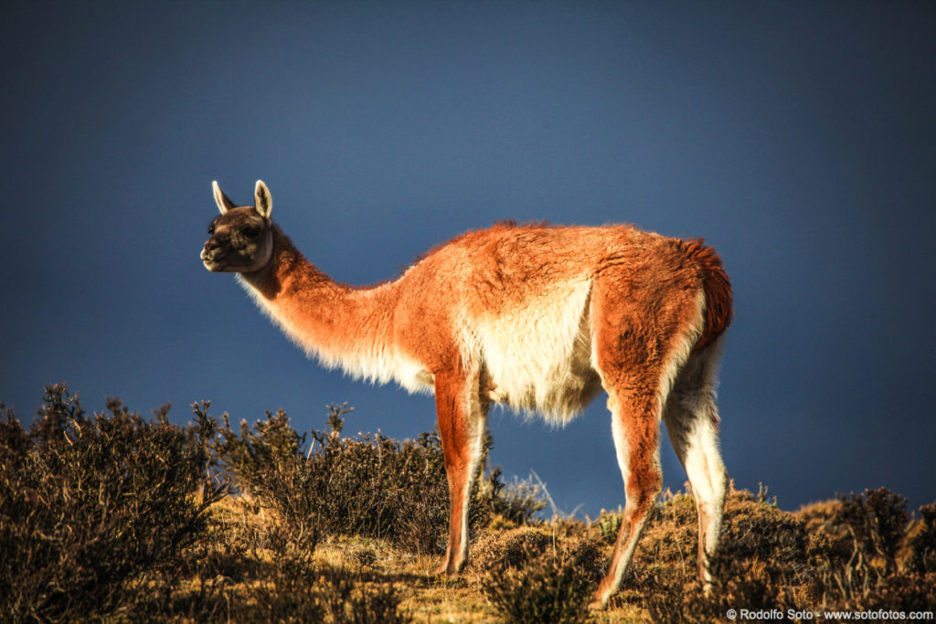 Episode 309: Llama, Nah, It's a Guanaco - All Creatures Podcast